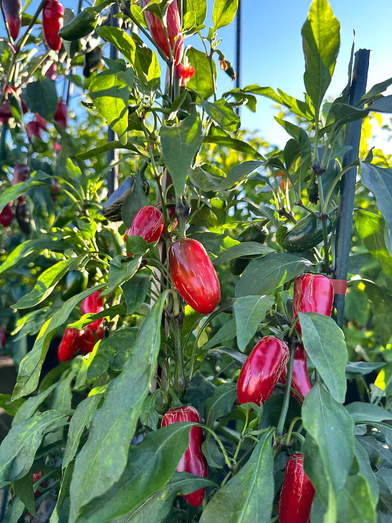 Biker Billy Jalapeño Pepper Seeds