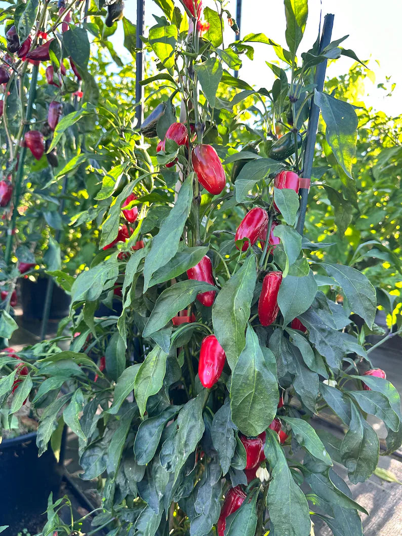 Biker Billy Jalapeño Pepper Seeds