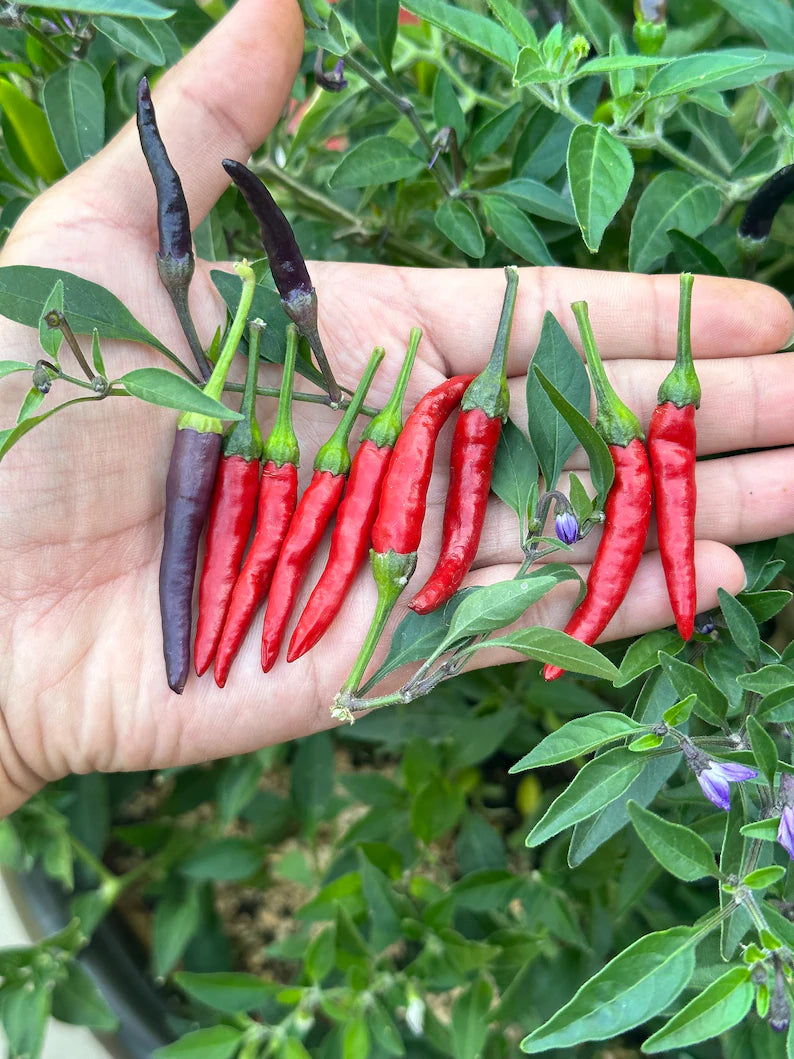 Black Cobra (purple flower) Pepper Seeds