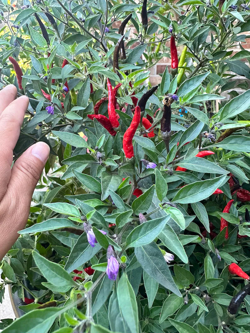 Black Cobra (purple flower) Pepper Seeds