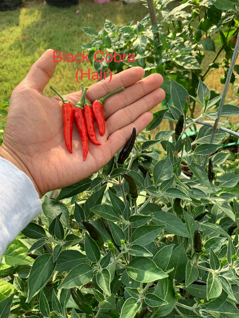 Black Cobra/Goat Weed Pepper Seeds