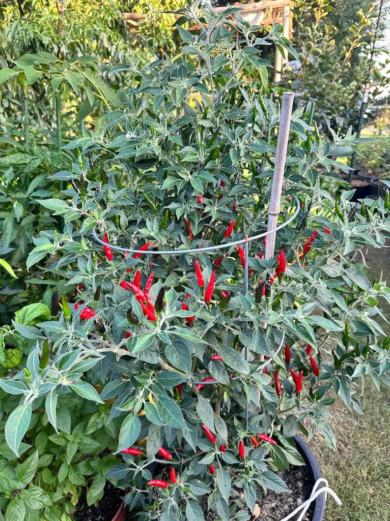 Black Cobra/Goat Weed Pepper Seeds