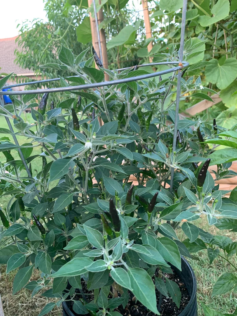 Black Cobra/Goat Weed Pepper Seeds