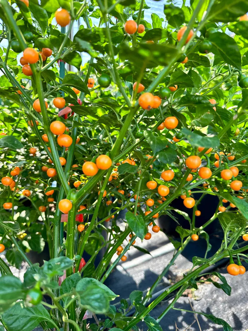 Bode Amarela Pepper Seeds