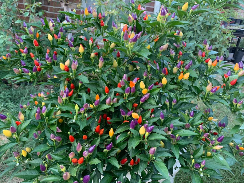 Bolivian Rainbow Pepper Seeds