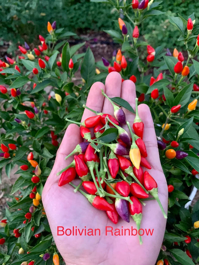 Bolivian Rainbow Pepper Seeds