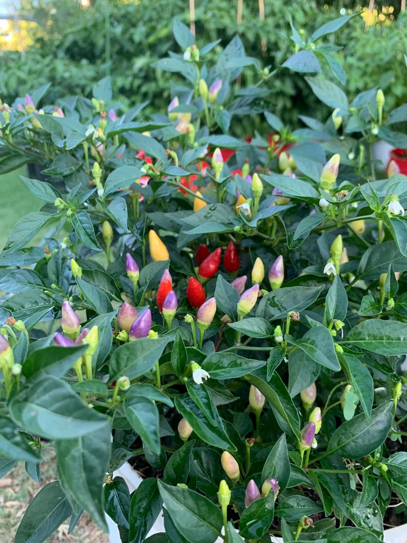 Bolivian Rainbow Pepper Seeds