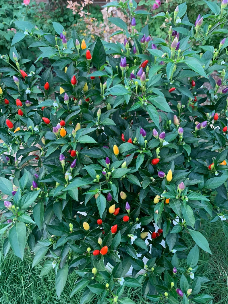 Bolivian Rainbow Pepper Seeds