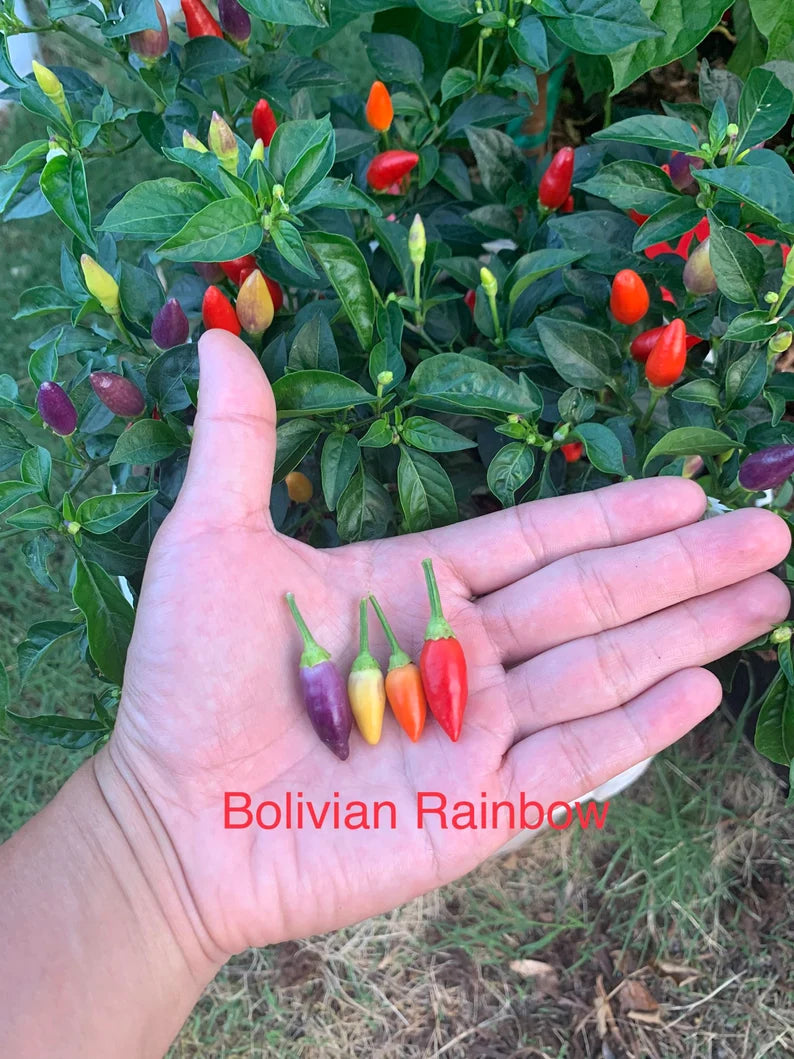 Bolivian Rainbow Pepper Seeds