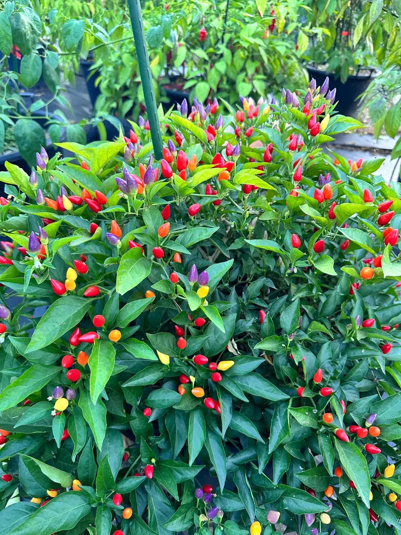 Bolivian Rainbow Pepper Seeds