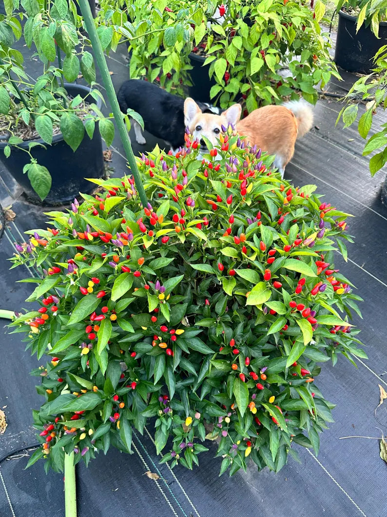 Bolivian Rainbow Pepper Seeds