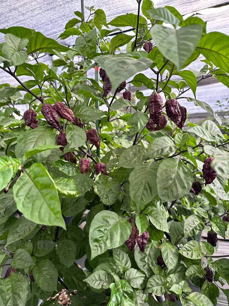 Borg 9 Purple/Red Pepper Seeds