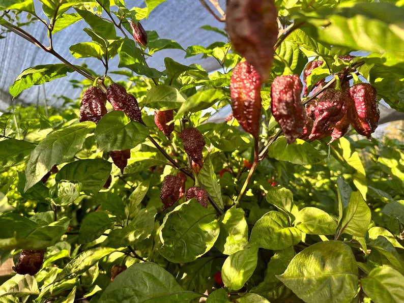 Borg 9 Purple/Red Pepper Seeds