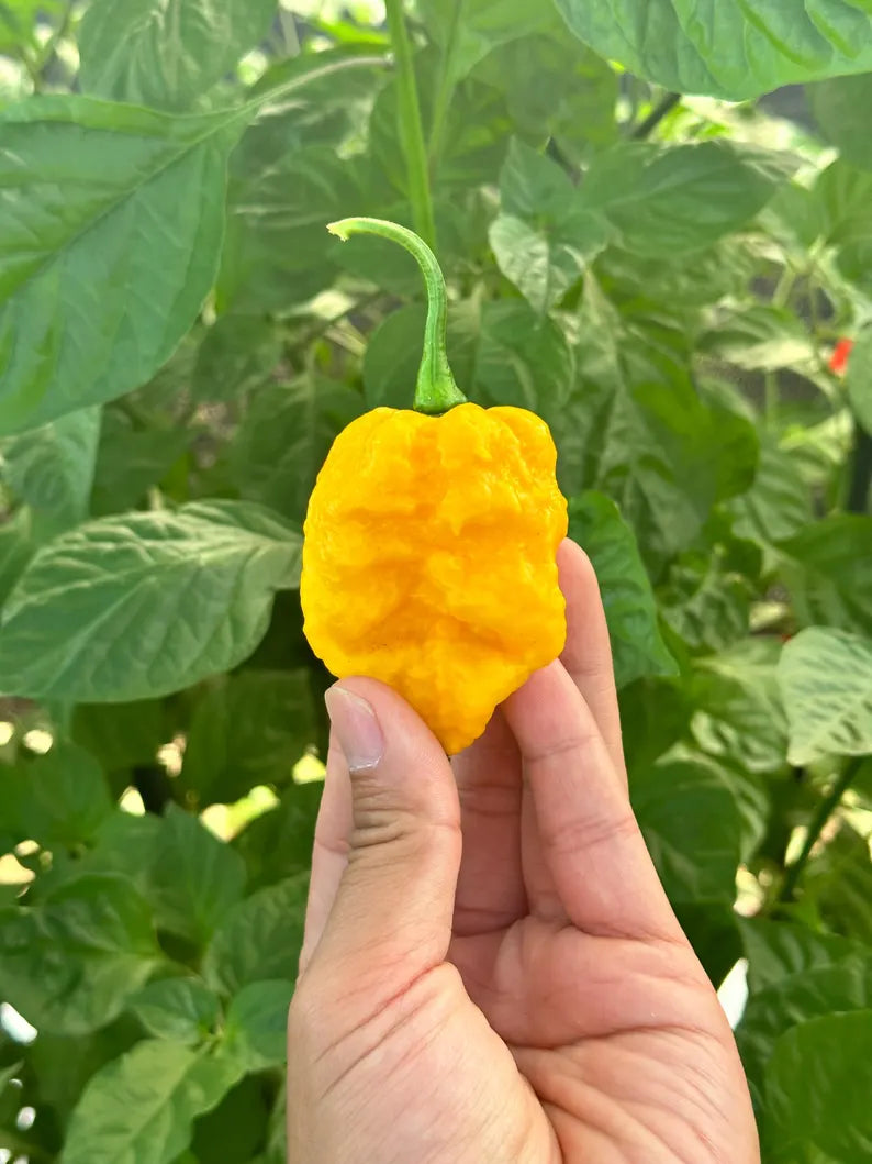 Borg 9 Yellow Pepper Seeds