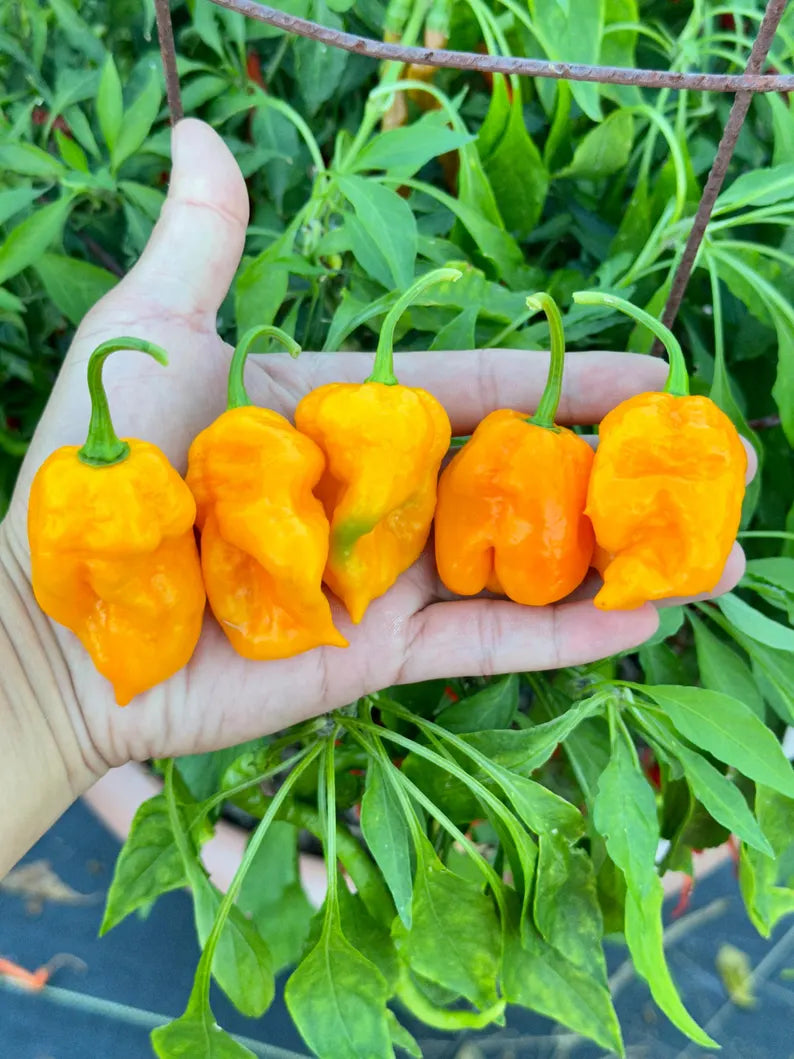 Borg 9 Yellow Pepper Seeds