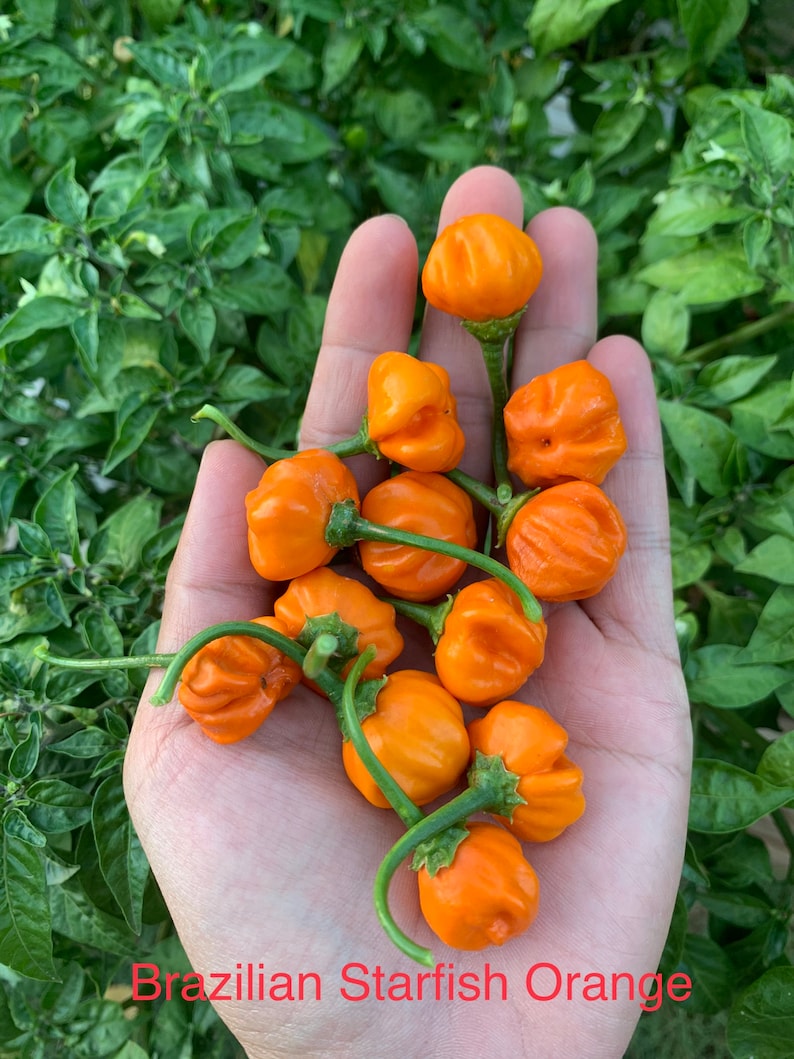 Brazilian Starfish Orange Pepper Seeds