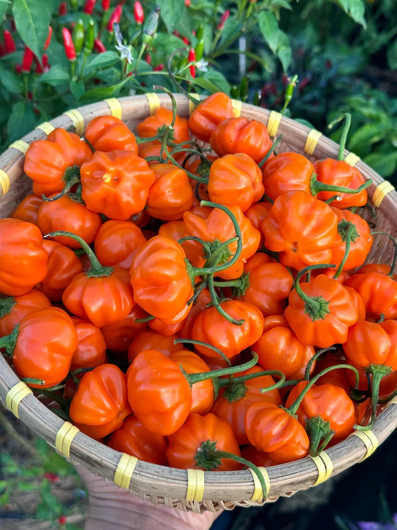 Brazilian Starfish Orange Pepper Seeds