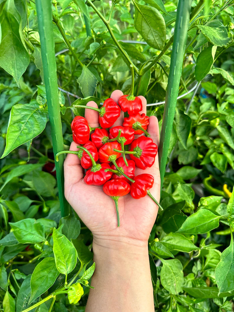 Brazilian Starfish Pepper Seeds