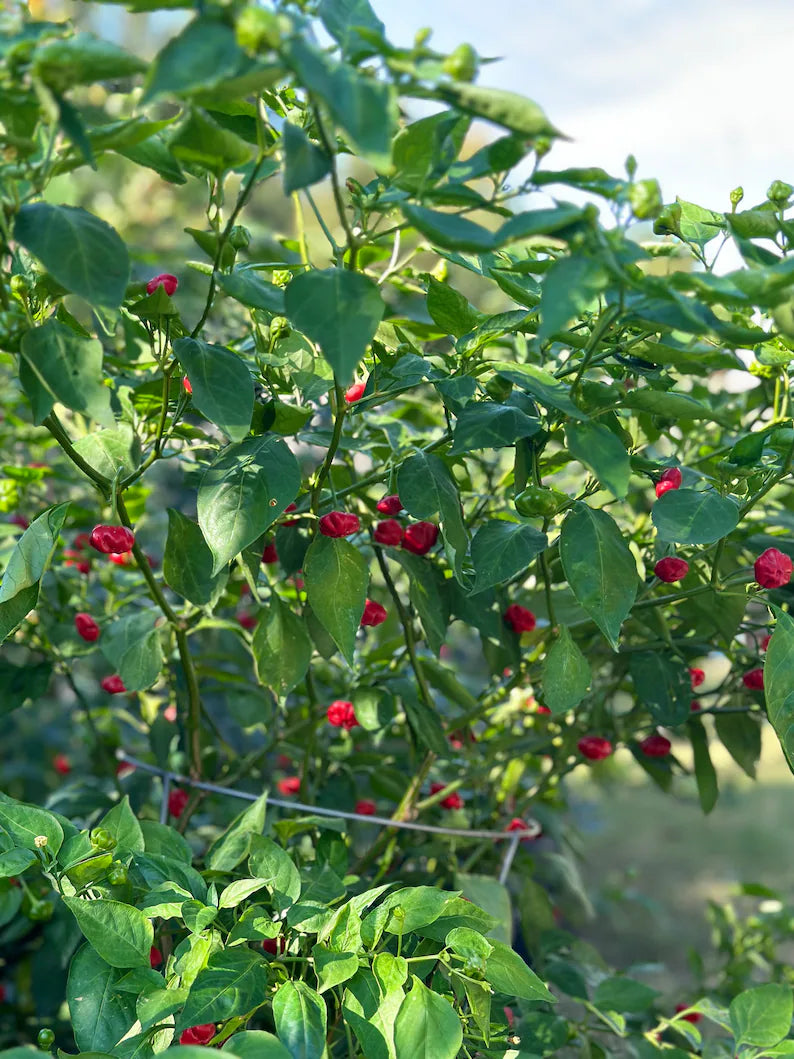 Brazilian Starfish Pepper Seeds