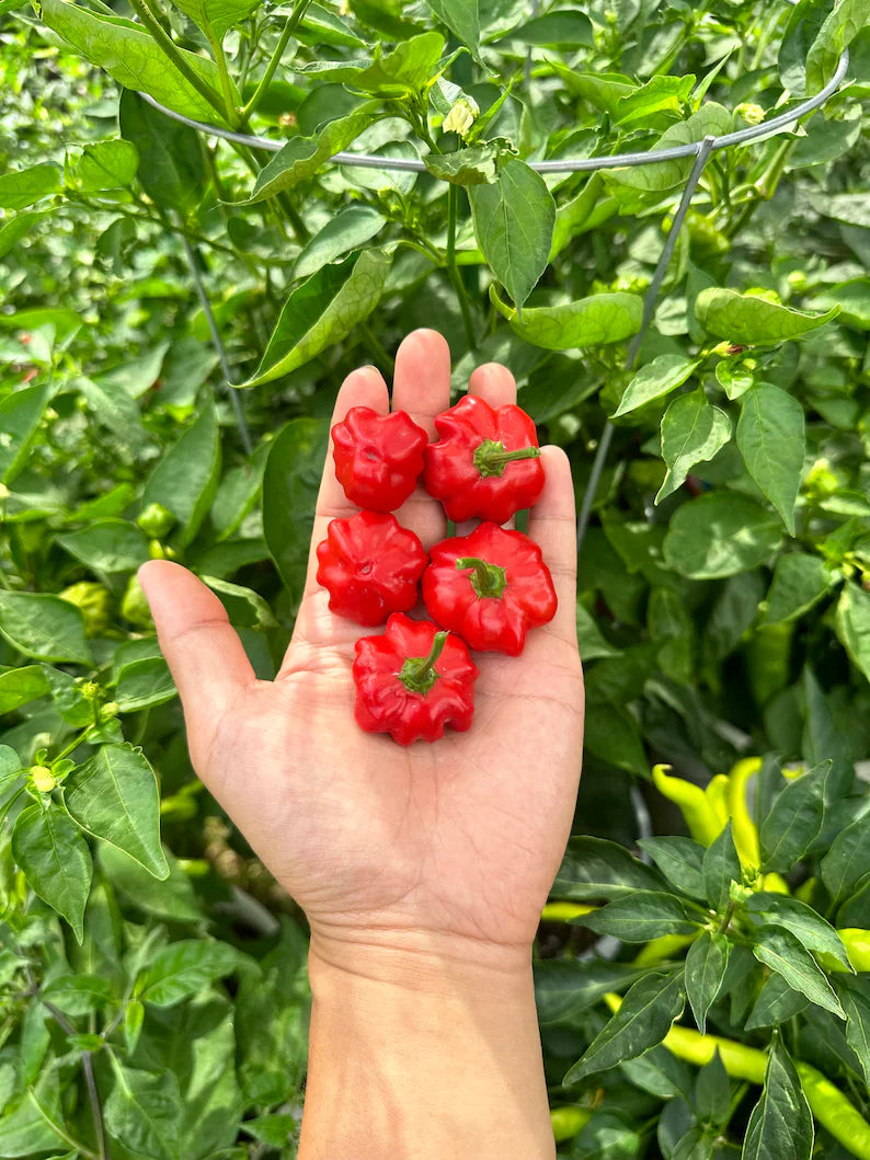 Brazilian Starfish Pepper Seeds