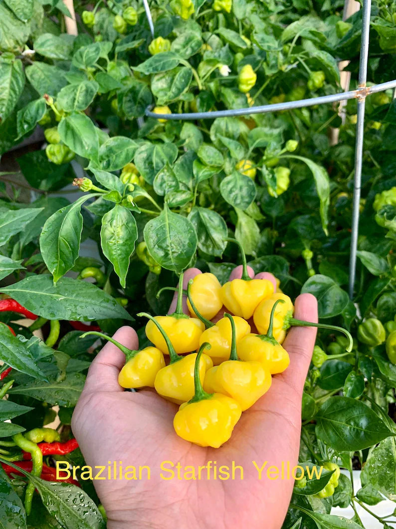 Brazilian Starfish Yellow Pepper Seeds