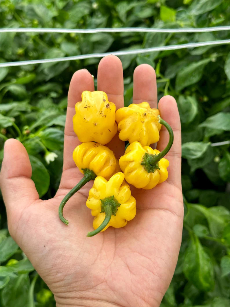 Brazilian Starfish Yellow Pepper Seeds