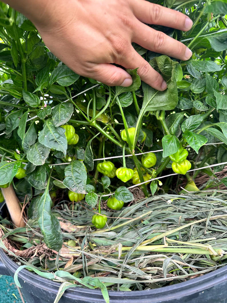 Brazilian Starfish Yellow Pepper Seeds