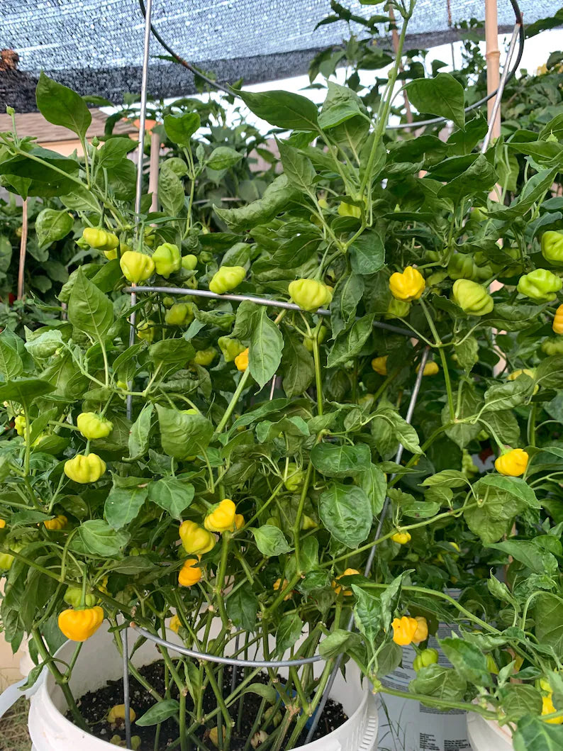 Brazilian Starfish Yellow Pepper Seeds