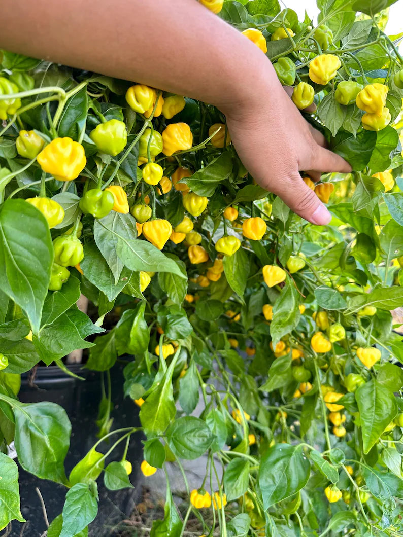 Brazilian Starfish Yellow Pepper Seeds