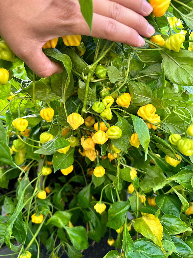 Brazilian Starfish Yellow Pepper Seeds