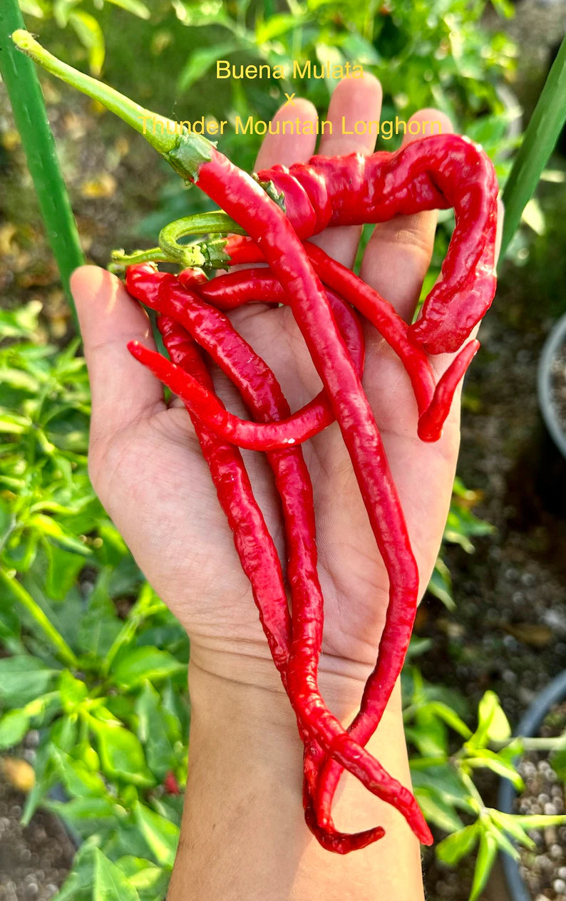 Buena Mulata x Thunder Mountain Longhorn Pepper Seeds