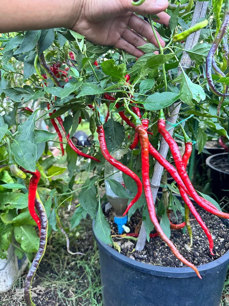 Buena Mulata x Thunder Mountain Longhorn Pepper Seeds