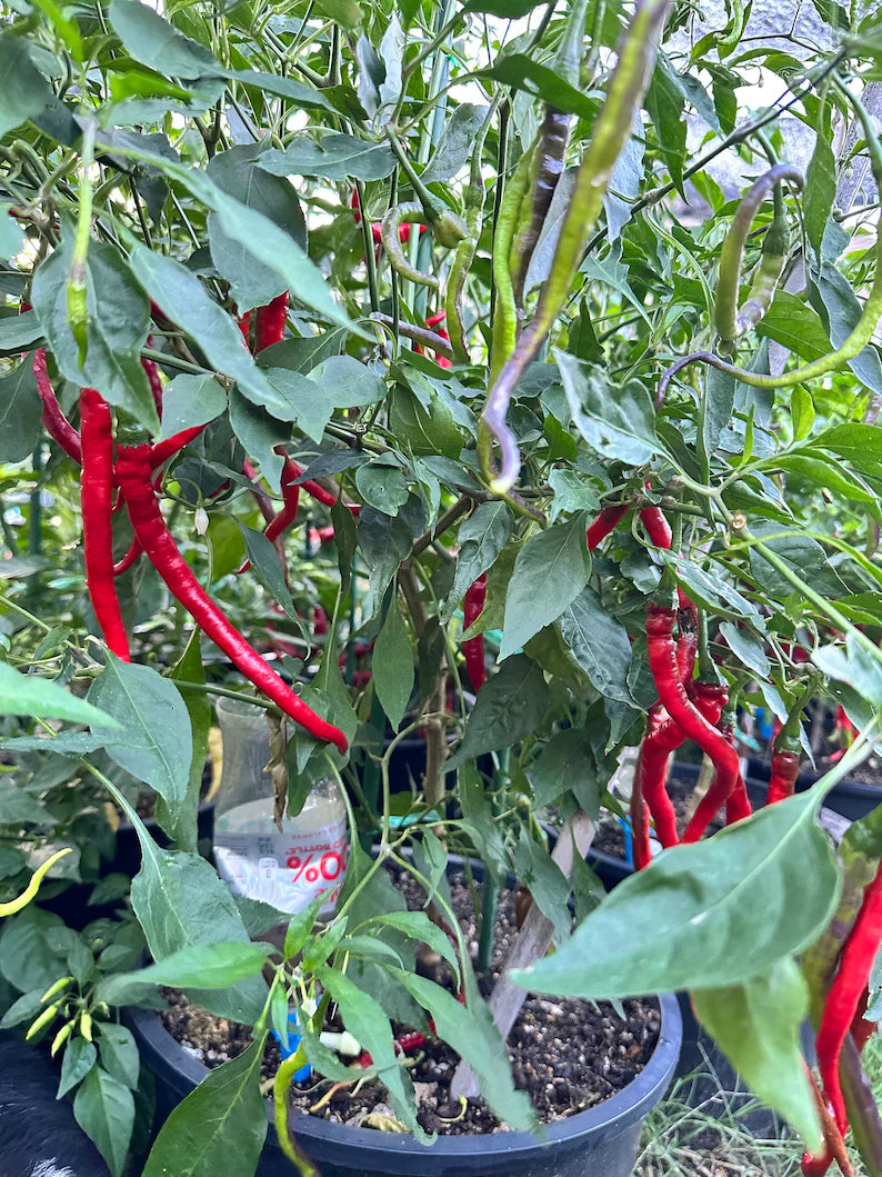 Buena Mulata x Thunder Mountain Longhorn Pepper Seeds