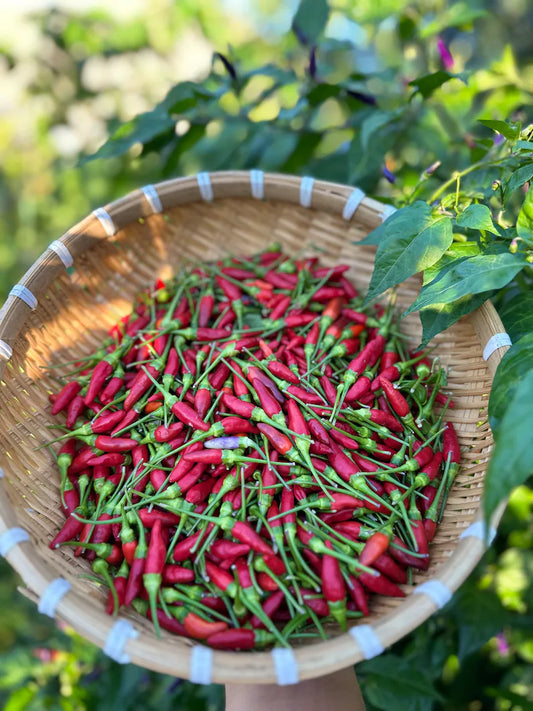 Cabai Burung Ungu (Xiêm Tím) Pepper Seeds