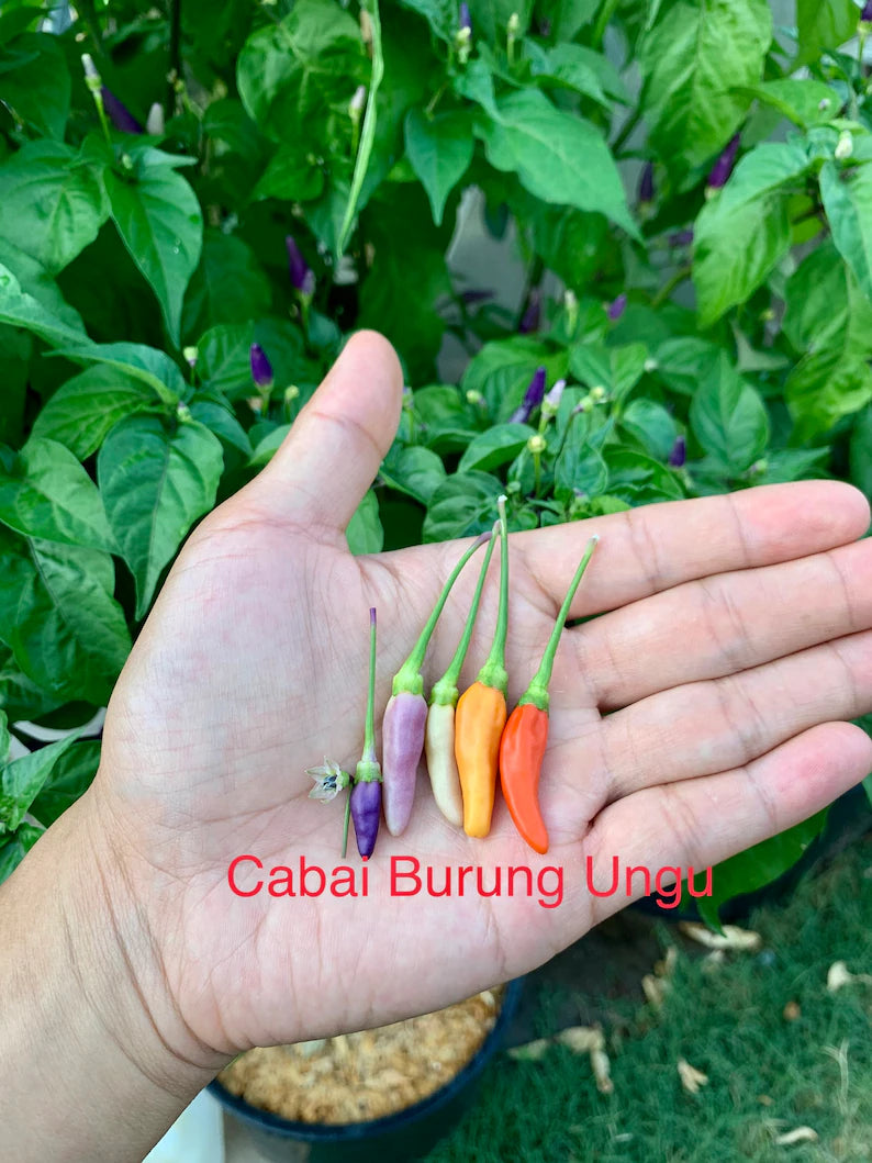 Cabai Burung Ungu (Xiêm Tím) Pepper Seeds