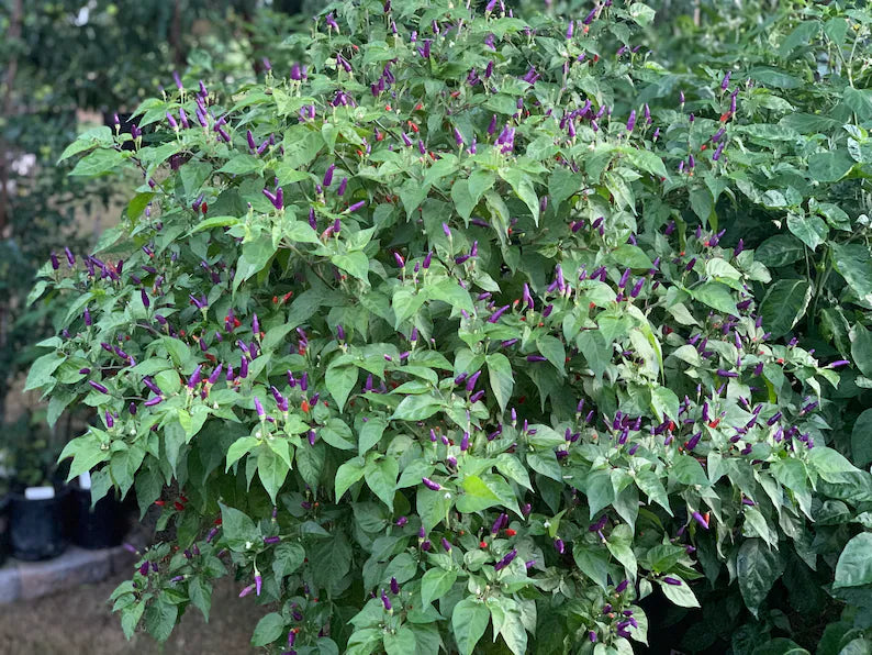 Cabai Burung Ungu (Xiêm Tím) Pepper Seeds