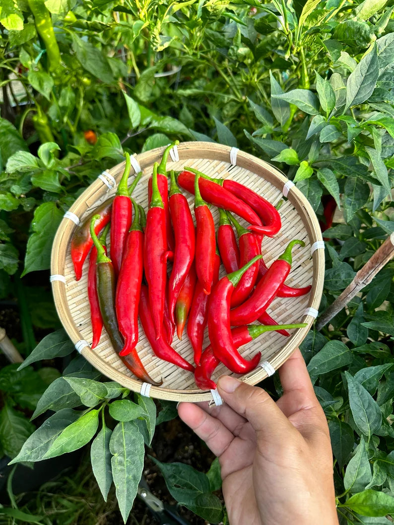 Cabe keriting Pepper Seeds