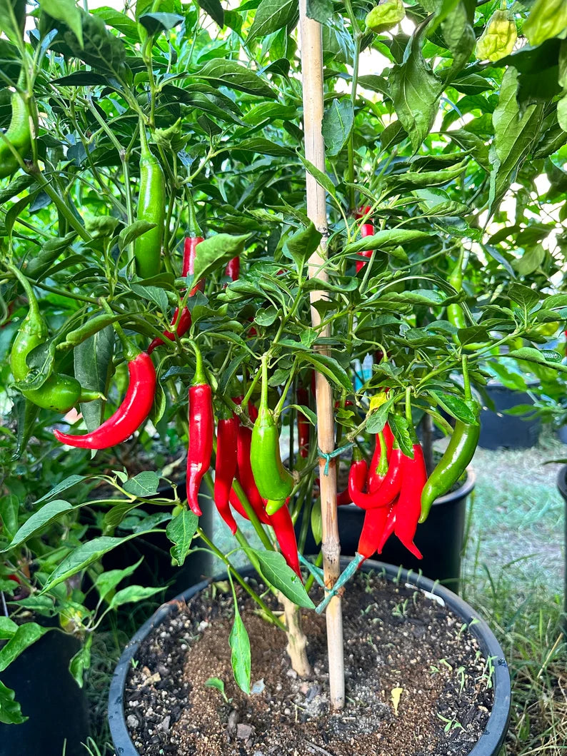 Cabe keriting Pepper Seeds