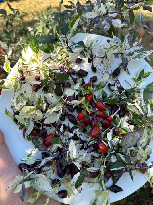 Calico Pepper Seeds