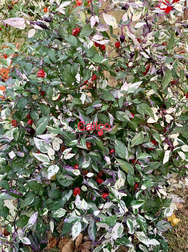 Calico Pepper Seeds