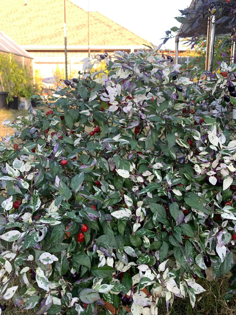 Calico Pepper Seeds