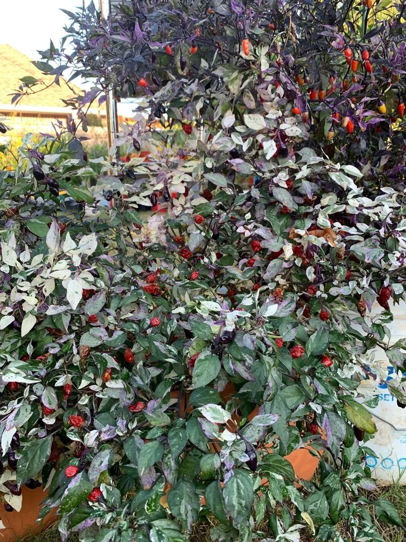 Calico Pepper Seeds