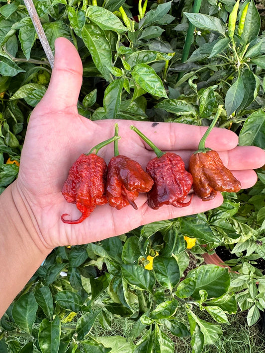 Carolina Reaper Chocolate Pepper Seeds