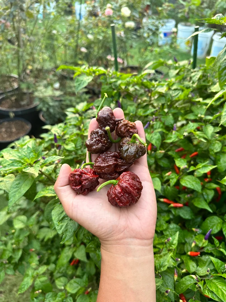 Carolina Reaper Chocolate Pepper Seeds