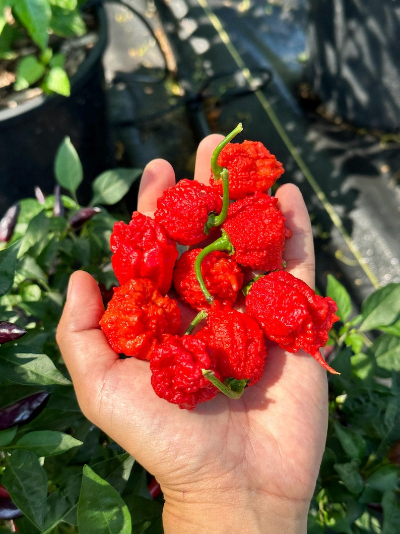 Carolina Reaper Pepper Seeds