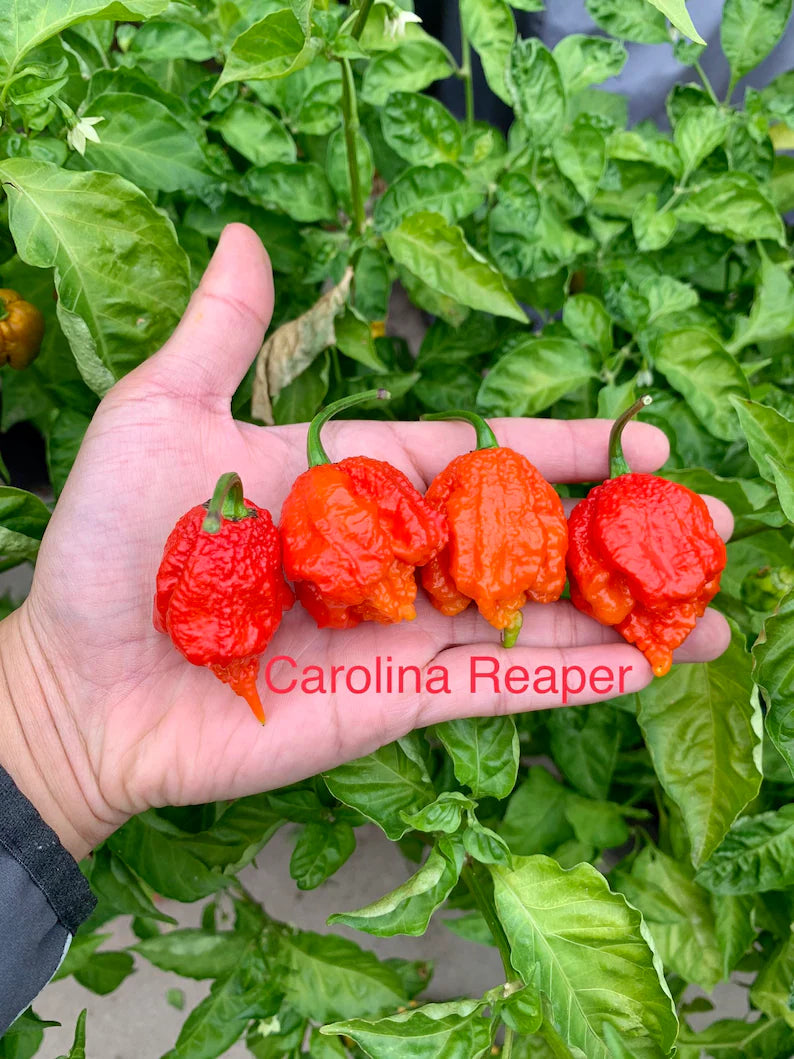 Carolina Reaper Pepper Seeds