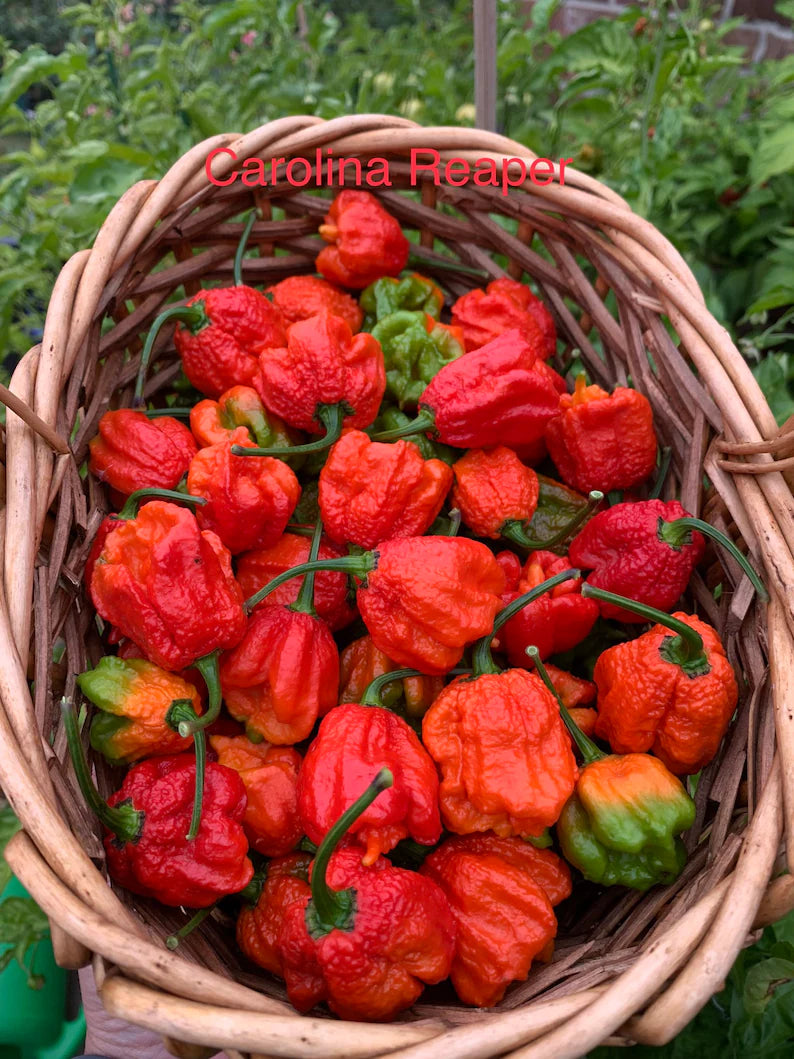 Carolina Reaper Pepper Seeds