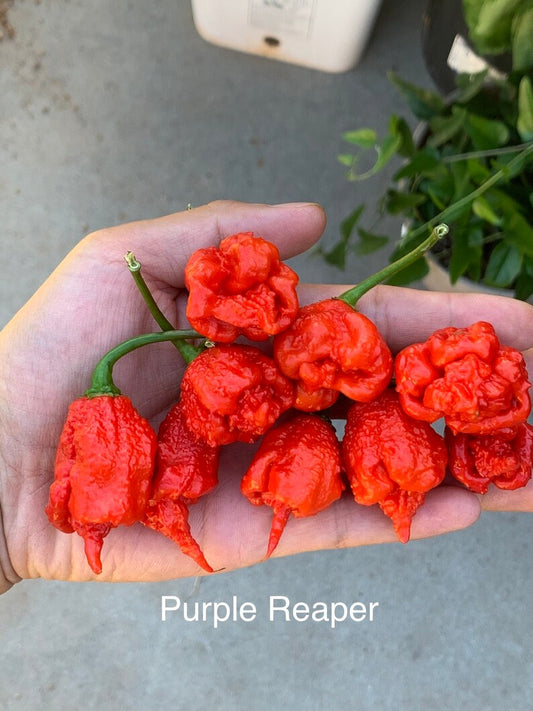 Carolina Reaper Purple Pepper Seeds