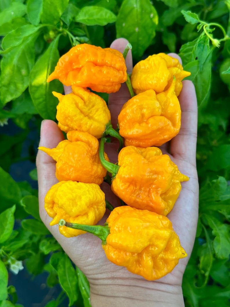 Carolina Reaper Yellow Pepper Seeds