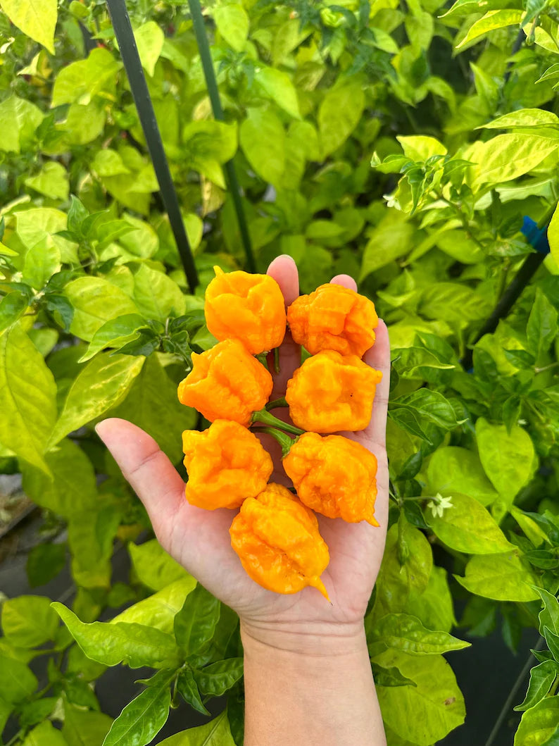 Carolina Reaper Yellow Pepper Seeds